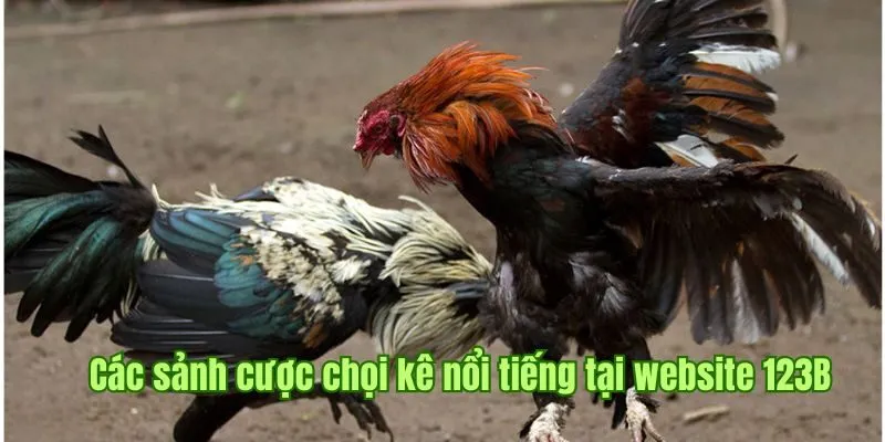 Các sảnh cược chọi kê nổi tiếng tích hợp tại website 123B