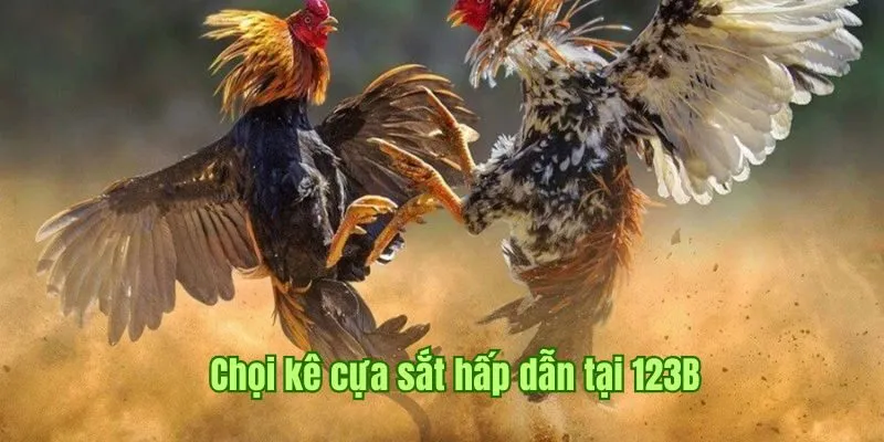 Chọi kê cựa sắt hấp dẫn tại 123B