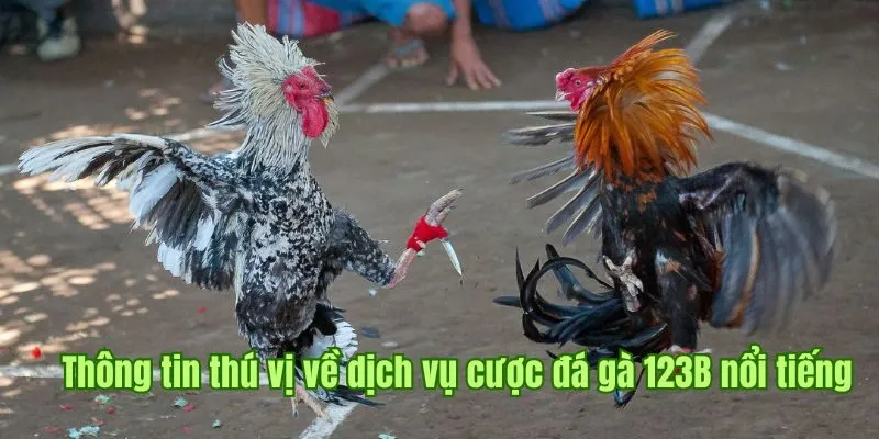 Chia sẻ thông tin thú vị về dịch vụ cược đá gà 123B nổi tiếng