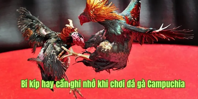 Cập nhật các tip hay cần ghi nhớ khi chơi đá gà Campuchia