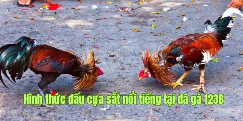 Hình thức đấu cựa sắt nổi tiếng tại đá gà 123B
